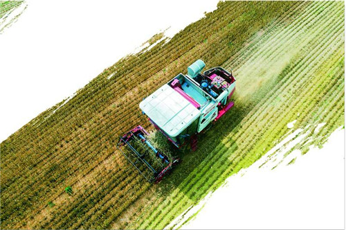 青岛首次新型职业农民职称评审试点启动 “土专家”“田秀才”入编人才梯队