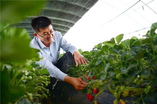 青岛西海岸新区：念活“产业经” 脱贫成色足