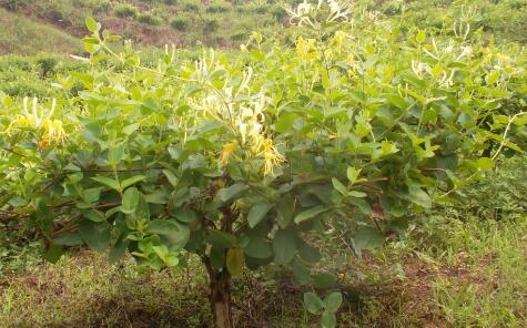 山西农村金银花开生“金银” 特色产业助农增收