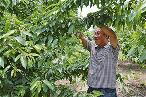 青岛平度云山镇凤凰岭：樱桃树上“凤凰展翅” 