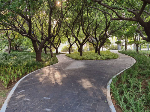 铺设踏路石 补植绿植 五洲湖管理办公室为创城添彩