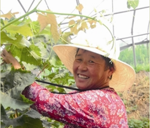 青岛莱西马连庄镇：青岛扶贫产业园带动47个村188户贫困户致富