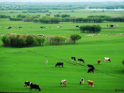 百万亩沿黄生态牧草试验示范项目落户巴彦淖尔