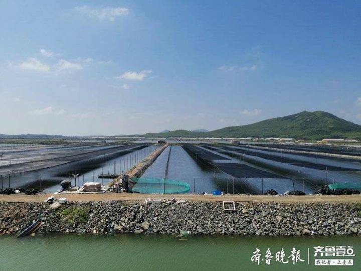 66批次海参未检出敌敌畏 官方：不使用违规农药