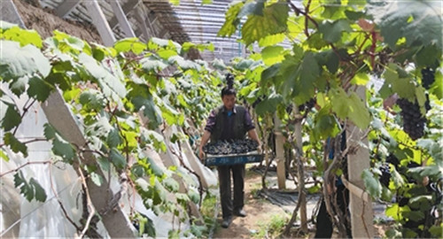 青岛莱西南墅镇土地规模化经营：下出满盘皆活的“棋局”