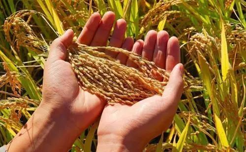 福建省16个市县获中央财政产粮（油）大县奖励