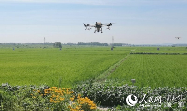哈尔滨市大力推进农业“三减”行动 示范面积达到602万亩
