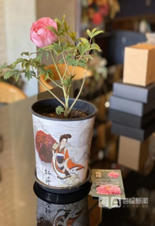 走向我们的小康生活丨牡丹绽放，扮靓农民致富路