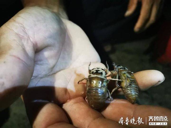 “禁吃令”下的济南金蝉村：找好了退路，也迎接着希望