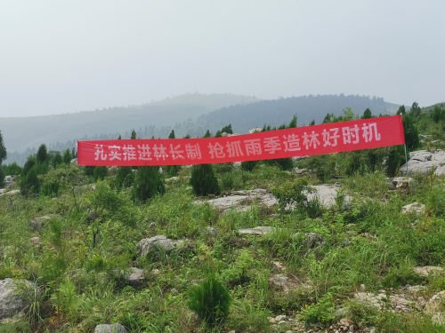 临沂市全面掀起雨季造林热潮