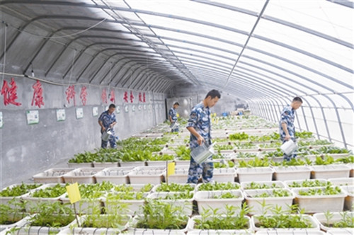 让驻岛官兵们稳稳吃上绿叶菜