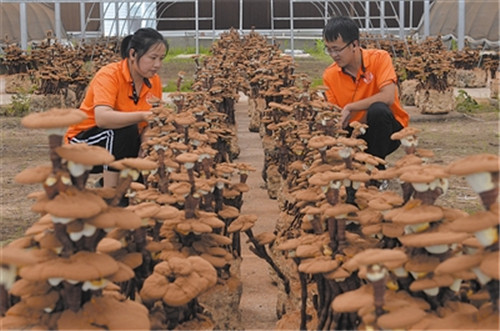 养花种药：灵山富民的“灵丹妙药”