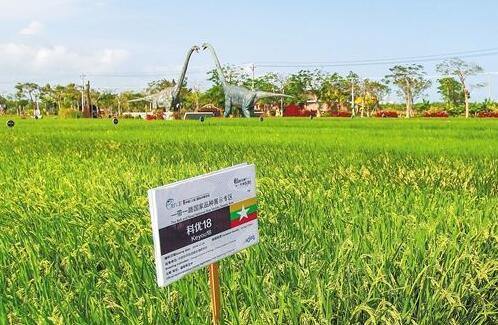 加快育种自主创新步伐