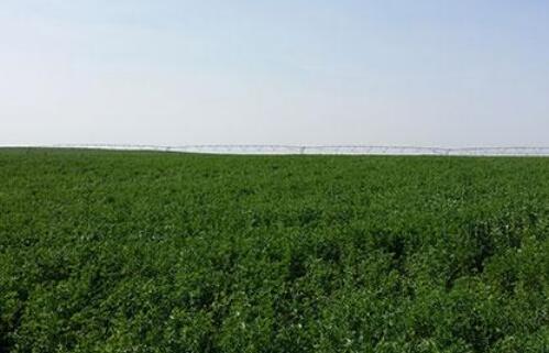 鄂尔多斯市六个方面保障高产优质苜蓿示范建设项目实施