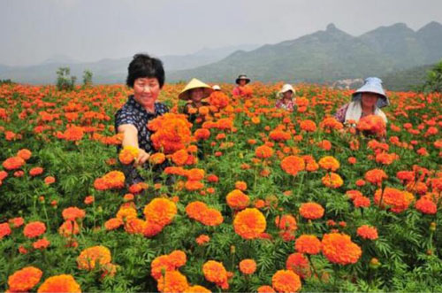 山东淄博淄川区：万寿菊拓展脱贫路