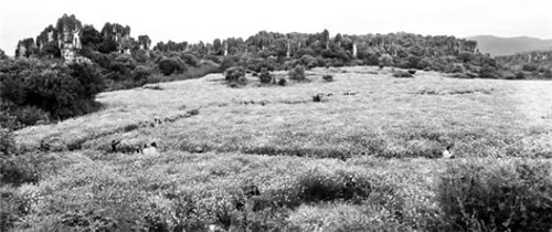 20200819090040929.jpg d18d17208697f6b16f9ec15e57e707d8.jpg