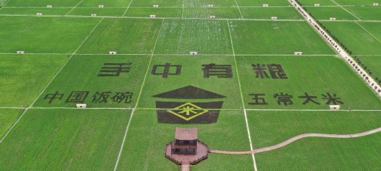 “手工定制” 五常大米不走寻常路