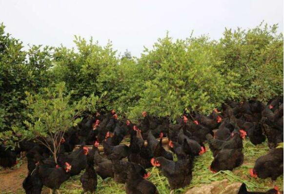 湖南认定扶贫产品突破1万种 多方助力优质农品进万家