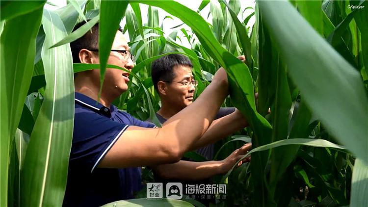 我是第一书记德州禹城“兄弟”书记打头阵 农民糯玉米丰收有盼头