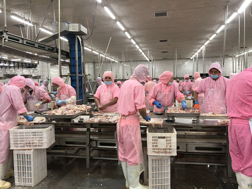 为什么今年吃鸡便宜了？鸡肉价格迎来三年内首降　　