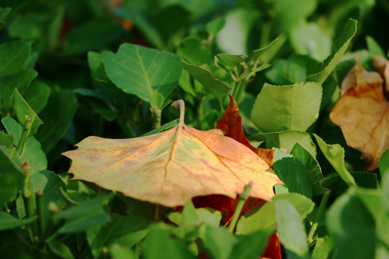菏泽：用心感受秋天 欣赏每一片落叶