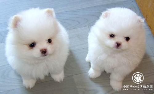 线上宠物经济崛起 行业年线上销售额超300亿