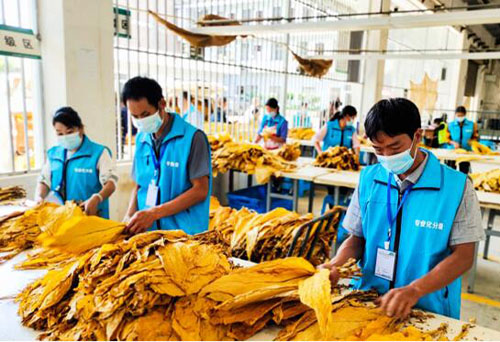 云南文山：我与烟农有个约定