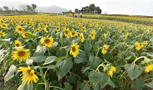 安徽巢湖：百万株向日葵花开成海