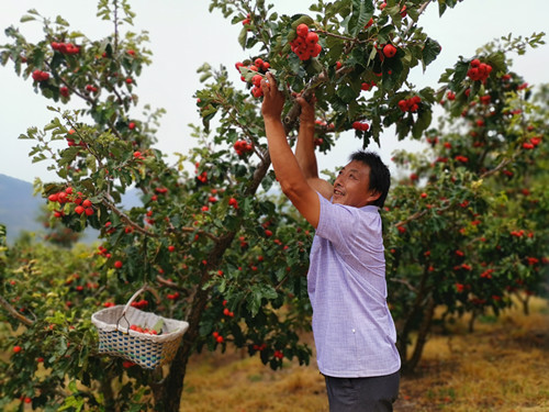 山楂树下张家棚