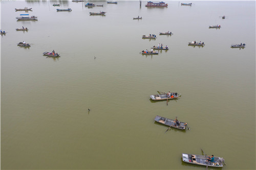 沱湖螃蟹正式开捕 今年螃蟹产量预计可达2200吨