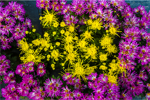 【当中秋“遇到”国庆】淘金小镇欠您的庙会项目这个双节还给您