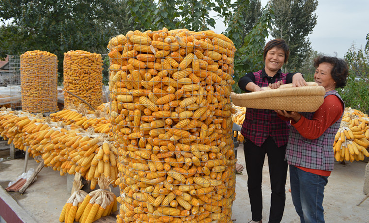 常路镇：金黄玉米满小院