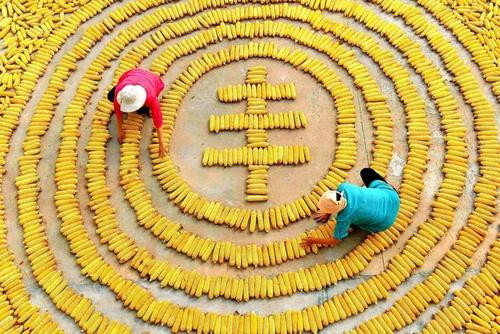 合肥市2020年中国农民丰收节将于9月22日开幕