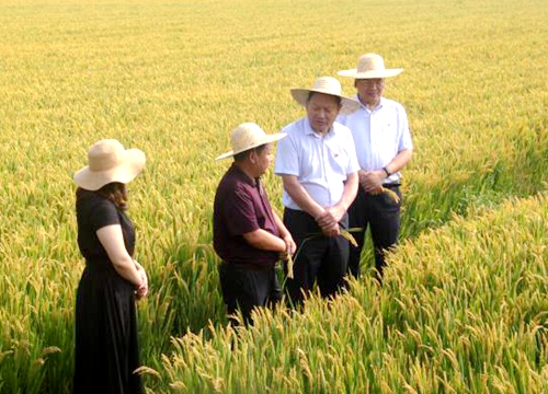 郯城县杨集镇：合作社里管理好“郯南粮仓”稻谷香