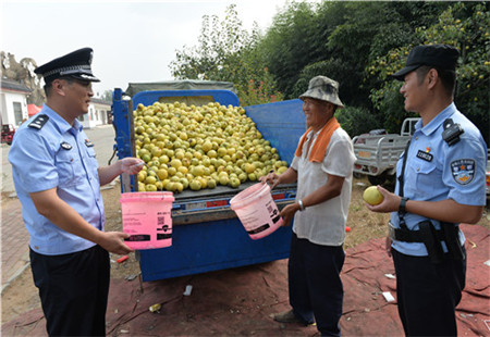 柴胡店派出所：念好安全三字经 秋收酥梨守护忙