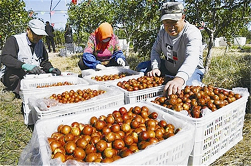 青岛即墨区蓝村街道王演庄北村“果园经济”渐成规模