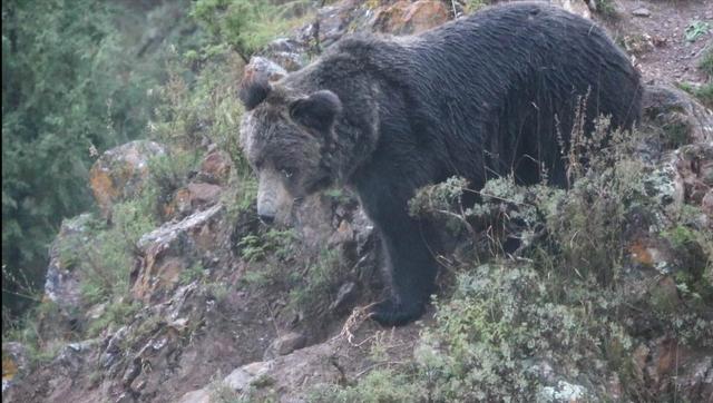 首次！北京野保专家在三江源地区发现罕见藏棕熊！