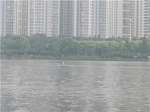 临沂城市内河生态修复试验项目取得阶段性成果