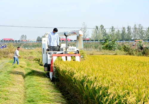 郯城县归昌乡5.6万亩水稻开镰收割