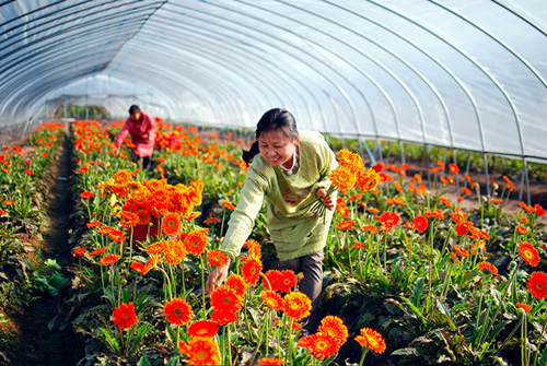 农业农村部扎实推进优势特色产业科技创新