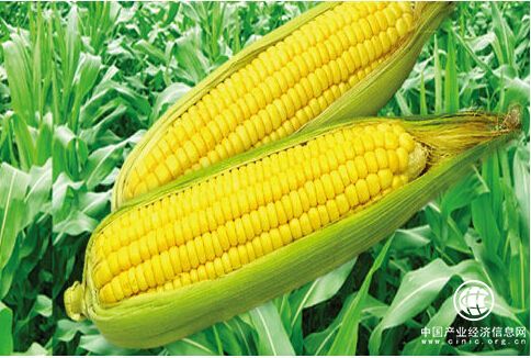 “为世界提供更多绿色健康的农产品”