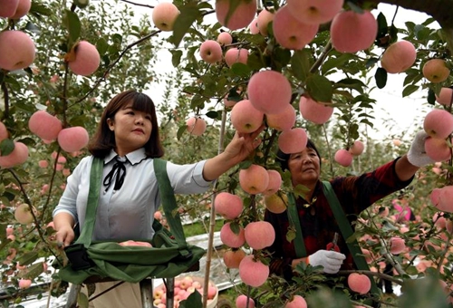 山东郯城：“扶贫苹果”助农增收（组图）