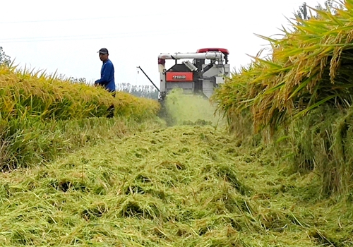 郯城：秸秆还田给土地加上“营养餐” 