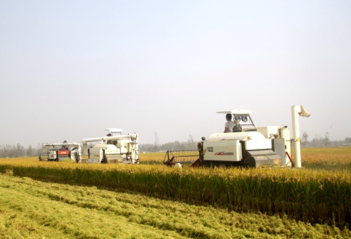 郯城县杨集镇：“稻米之乡”迎来丰收年