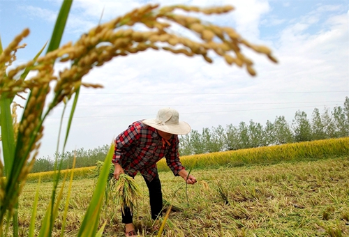 郯城：节约粮食从点滴做起