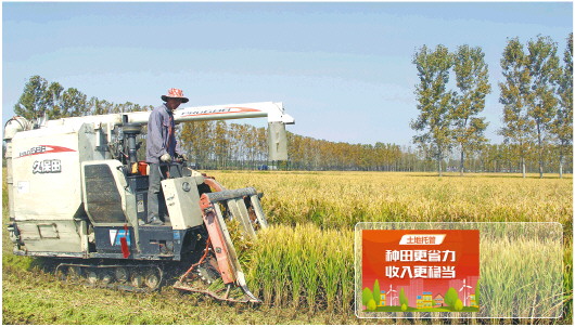以服务规模化推动农业现代化，山东“土地托管”不断升级
