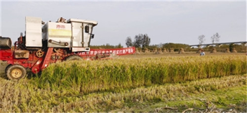 青岛首次对旱稻实收测产 亩产460.7公斤达高产水平 