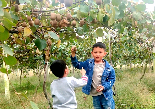 郯城：亲身体验农事感受丰收喜悦