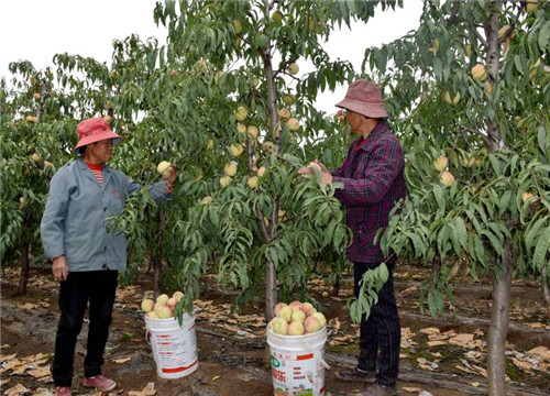 薛城区陶庄镇种植合作社助农增收
