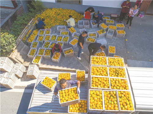 漫山金黄果飘香